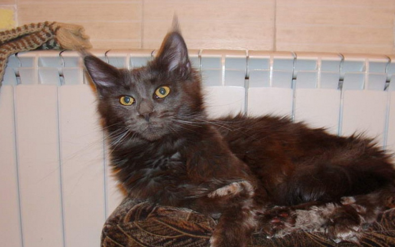 Dream Blue Chanel Coon - maine-coon