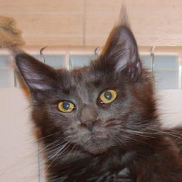 Dream Blue Chanel Coon