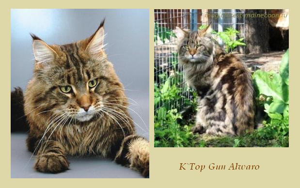 Alwaro K'Top Gun - мейн-кун