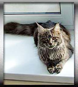 Guldfakse's Dakota - maine-coon
