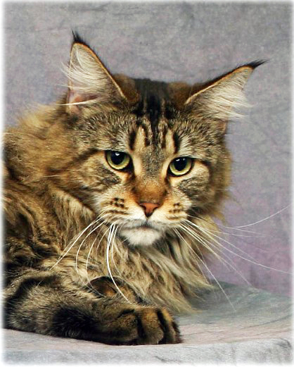 Queen Amidala of Chamberlain - maine-coon
