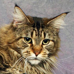 Queen Amidala of Chamberlain