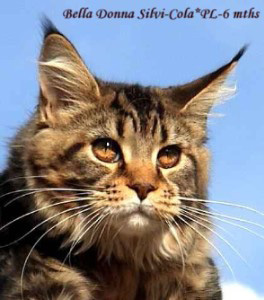 Bella Donna Silvi-Cola - мейн-кун