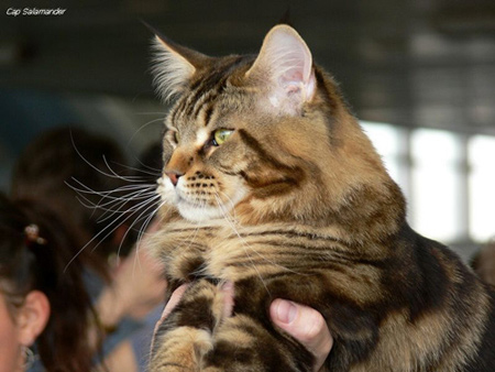 Conan Artcoon - maine-coon