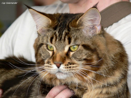 Conan Artcoon - maine-coon