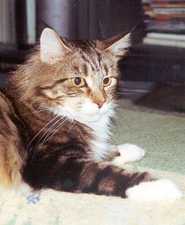 Anaconda Klapuoch - maine-coon