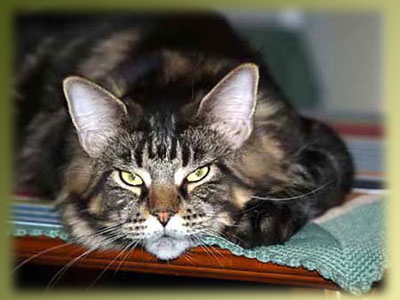 Denebola Kocurro - maine-coon