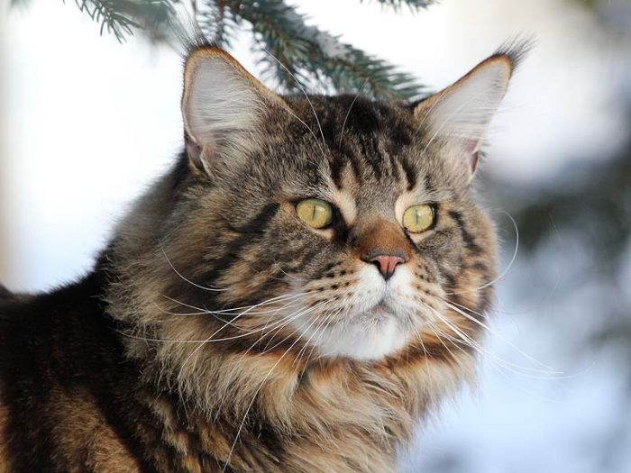 Russi Mystic Captain Black - мейн-кун