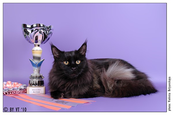 Pillowtalk's Afri Cola - maine-coon