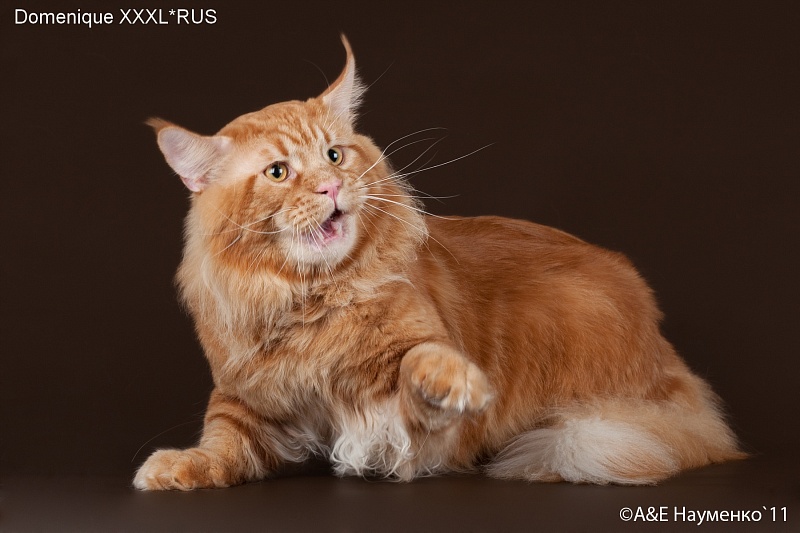 Domenique XXXL*RUS - maine-coon 09/18/2011