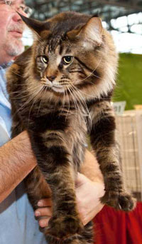 Salexcoon Xander PP - maine-coon