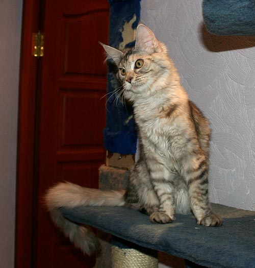 Top Coon Ulka of Salexcoon - мейн-кун