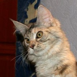 Top Coon Ulka of Salexcoon