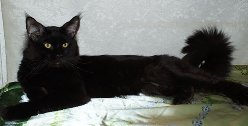 Valthasar Blackjack PP - maine-coon