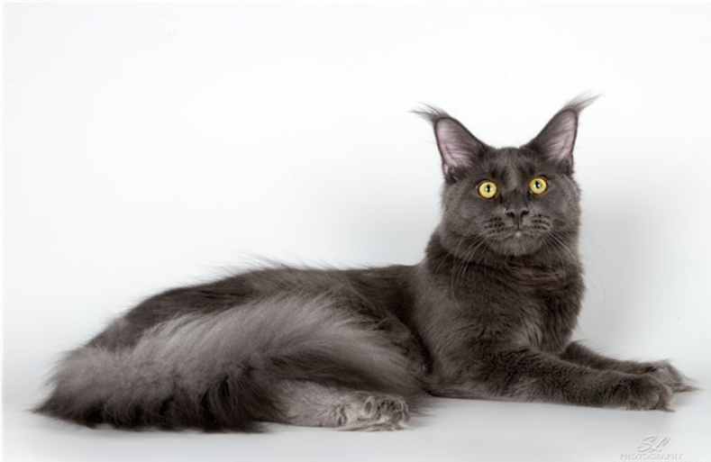 Langstteich's SC'Bel'Vino Blue - maine-coon