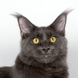 Langstteich's SC'Bel'Vino Blue