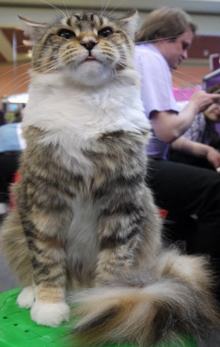 Tiziana of Our Joy - maine-coon