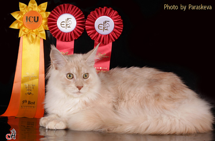 Dom Perignon Krasyi Dar - maine-coon