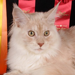 Dom Perignon Krasyi Dar