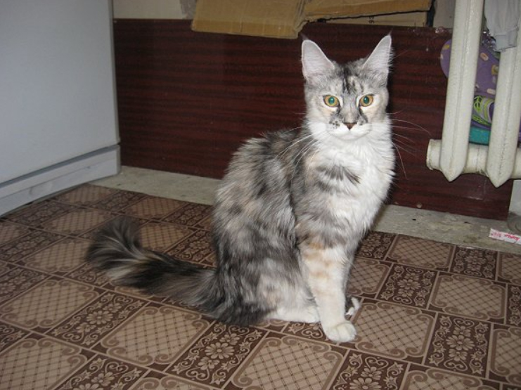 Ufacoon's Jasmin - мейн-кун