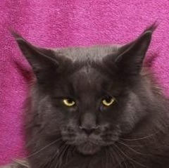 Autumn's Blues Foinix