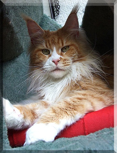 Xena of Shaggy Coons - maine-coon