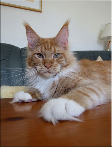 Langstteich's N'Xalibur - maine-coon