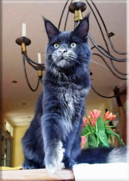 Langstteich's P'Wild Blue Hurricane - мейн-кун