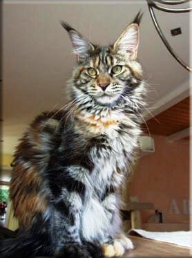 Langstteich's K'Excuse Me - maine-coon