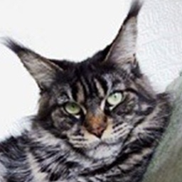 Langstteich's H'Genoveva