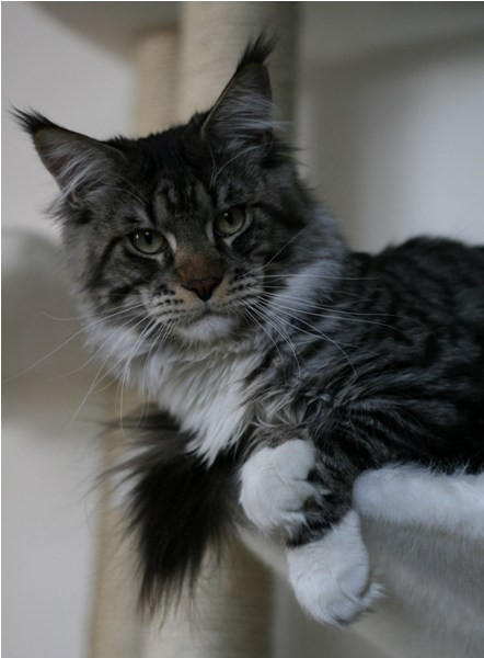 Langstteich's Nu'Grandioso - maine-coon