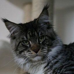 Langstteich's Nu'Grandioso