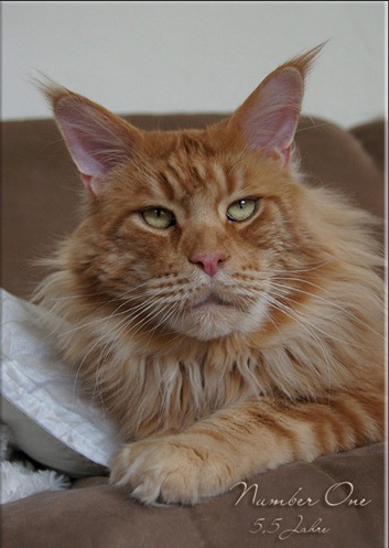 Langstteich's ES'Number One - maine-coon