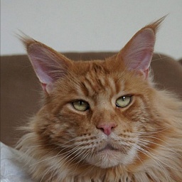 Langstteich's ES'Number One