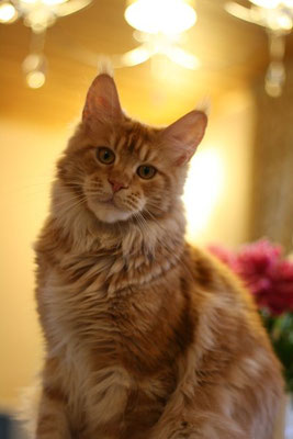 Langstteich's X-Saharah - maine-coon