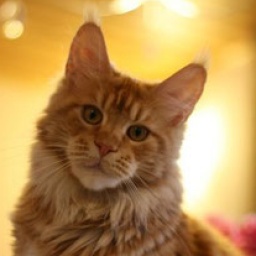 Langstteich's X-Saharah