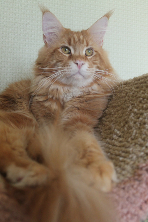 Beverly Hills Sky Beyrouth - мейн-кун