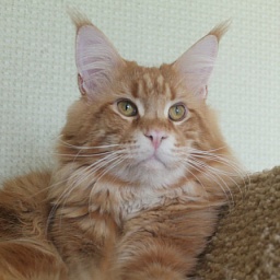 Beverly Hills Sky Beyrouth