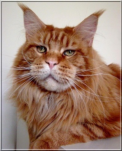 Oldestage New York - мейн-кун 06.01.2014