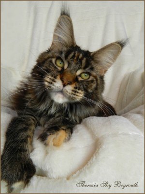 Pretty Princess Terezia of Beyrouth - maine-coon