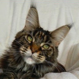 Pretty Princess Terezia of Beyrouth