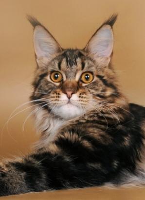 Mitsucat's Takeo - maine-coon