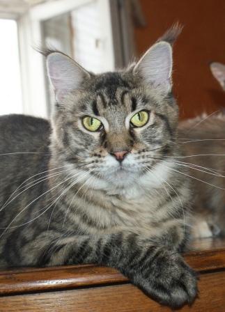 Bajuncat's Jonka - maine-coon