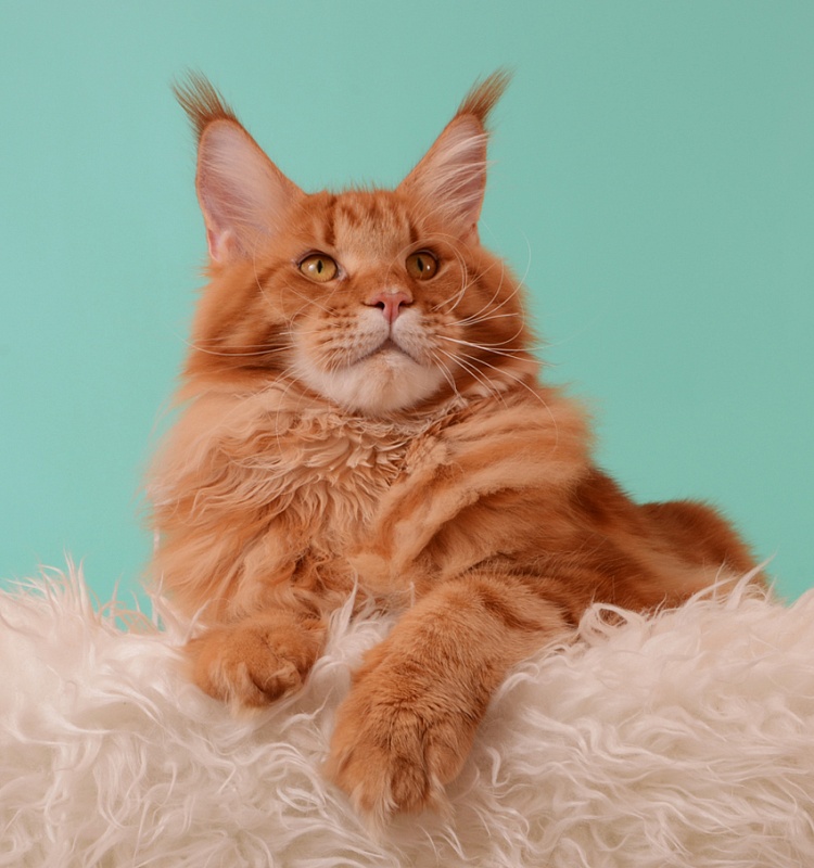 Butler of Akbars - maine-coon 06/27/2014