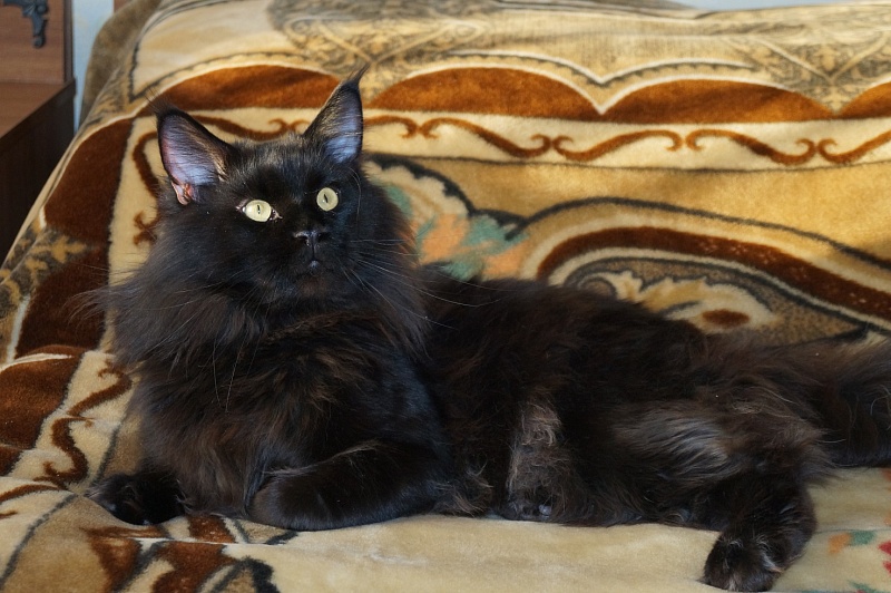 Ufacoon's Black Hummer - мейн-кун 13.12.2012