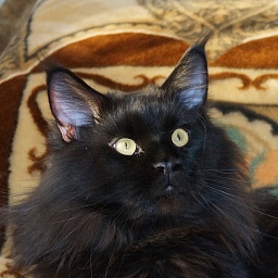 Ufacoon's Black Hummer