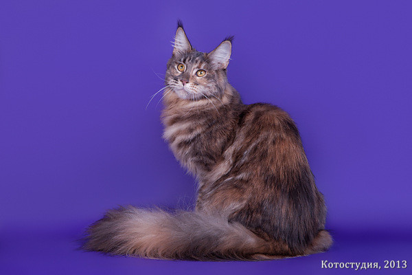 Vostorg's Hloe - мейн-кун