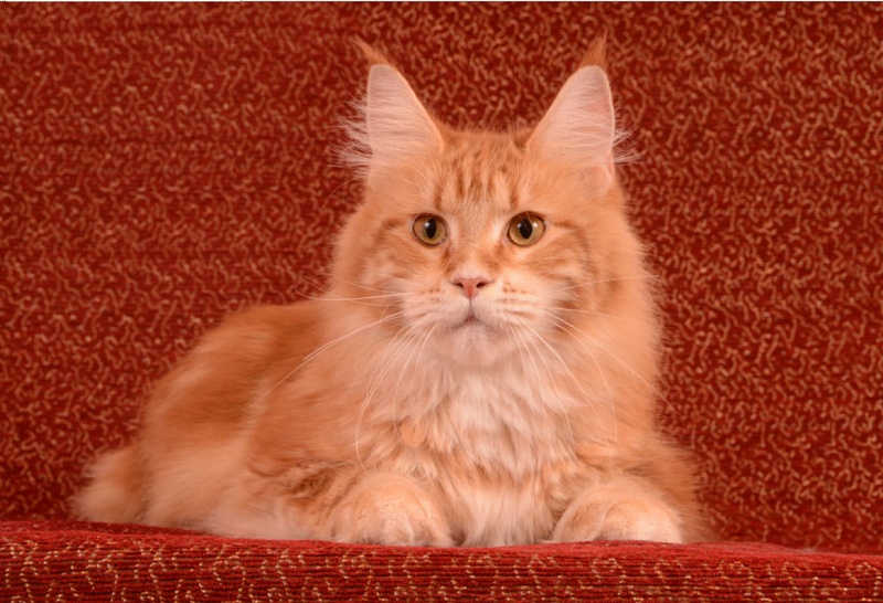 Zima Akbars - maine-coon