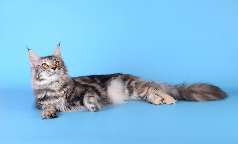 Selena Akbars - maine-coon