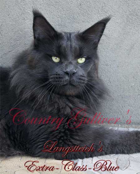 Langstteich's H'Extra-Class-Blue - maine-coon
